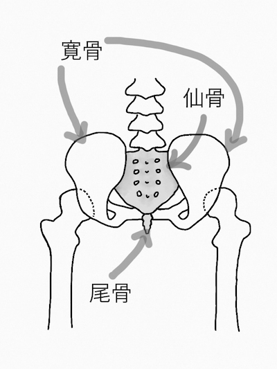 ゴルフ上達関節調律師が解説 スイングが改善するカラダの使い方 第1回 ゴルフ解剖学 ゴルフサプリ