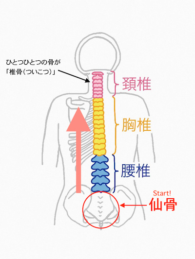 ゴルフ上達関節調律師が解説 スイングが改善するカラダの使い方 第5回 仙骨ごろりん エクササイズ ゴルフサプリ