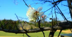 桜の花