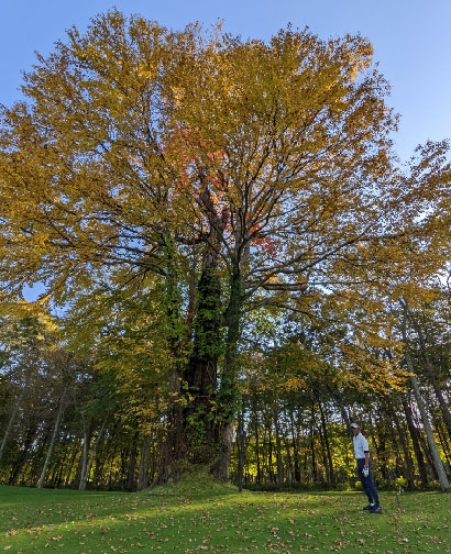 御神木である桂の木
