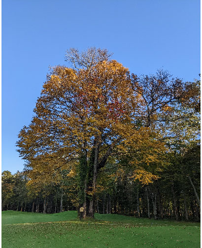 御神木である桂の木