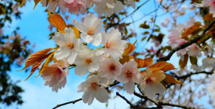 山桜
